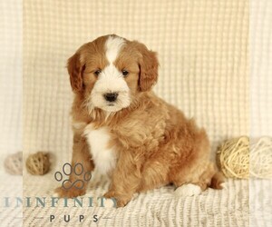Goldendoodle (Miniature) Puppy for sale in GORDONVILLE, PA, USA