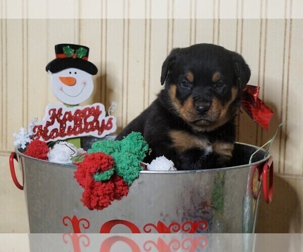 Medium Photo #1 Rottweiler Puppy For Sale in FREDERICKSBG, OH, USA