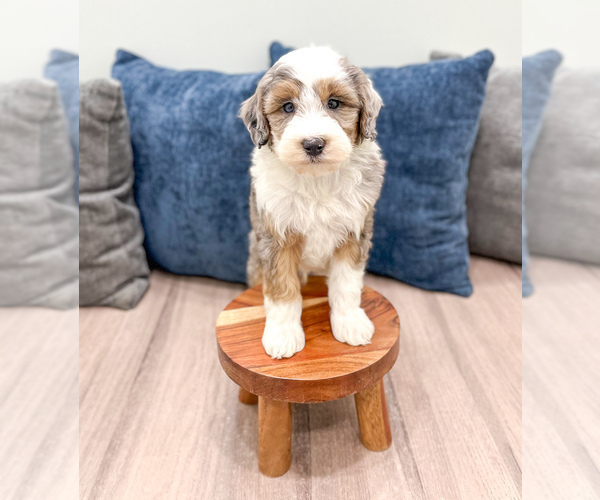 Medium Photo #16 Sheepadoodle Puppy For Sale in MILLERSBURG, OH, USA