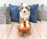 Small Photo #16 Sheepadoodle Puppy For Sale in MILLERSBURG, OH, USA
