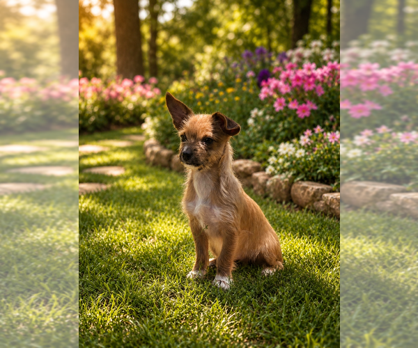 Medium Photo #5 Yorkshire Terrier Puppy For Sale in HUDDLESTON, VA, USA