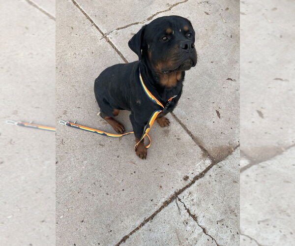 Medium Photo #2 Rottweiler Puppy For Sale in Gilbert, AZ, USA