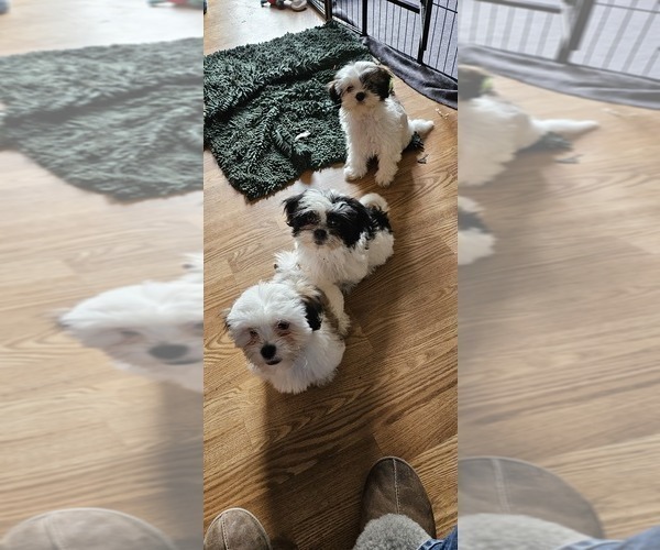 Medium Photo #1 Shih Tzu Puppy For Sale in SALEM, OR, USA