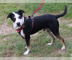 Max - Male Mutt Dog for Adoption - Photo #2