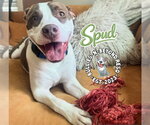 Small #9 Staffordshire Bull Terrier Mix