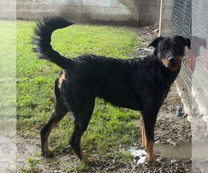 Rottweiler Dogs for adoption in Riverside, CA, USA