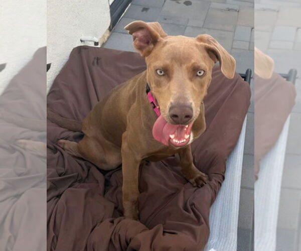 Medium Photo #3 Unknown-Weimaraner Mix Puppy For Sale in Lake Forest, CA, USA