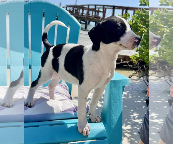 Medium Photo #1 Dachsador Puppy For Sale in Pompano Beach , FL, USA