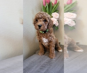 Goldendoodle Puppy for sale in IRVINE, CA, USA