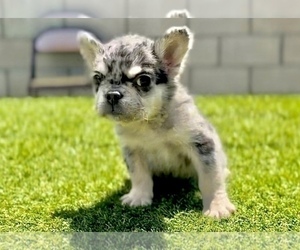 French Bulldog Puppy for sale in TAMPA, FL, USA