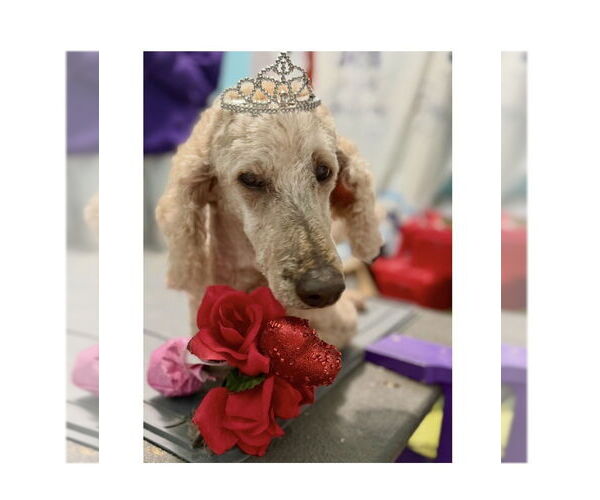 Medium Photo #1 Mutt Puppy For Sale in Mooresville, NC, USA