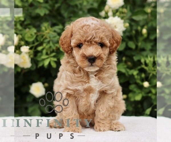 Medium Photo #4 Poodle (Toy) Puppy For Sale in PARADISE, PA, USA