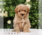 Small #3 Poodle (Toy)