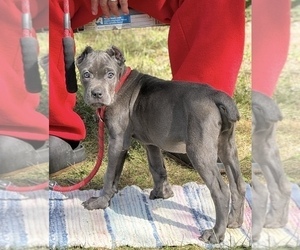 Cane Corso Puppy for sale in ANDERSON, IN, USA