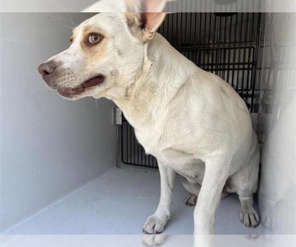 Medium Photo #1 Carolina Dog Puppy For Sale in Houston, TX, USA