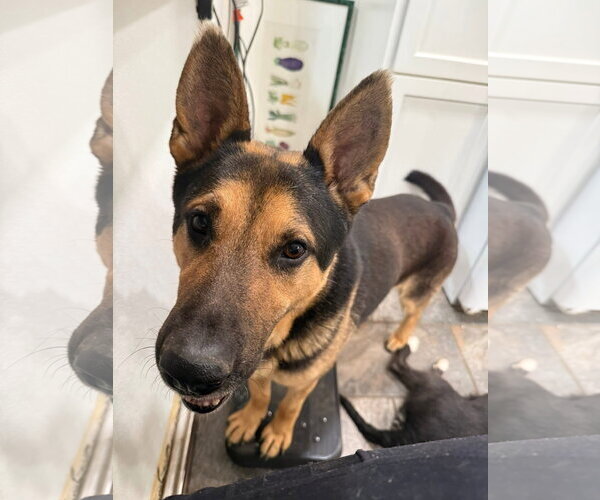 Medium Photo #3 German Shepherd Dog-Unknown Mix Puppy For Sale in Germantown, OH, USA