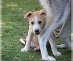 Small #1 Siberian Husky Mix