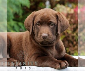 Labrador Retriever Puppy for sale in RICHLAND, PA, USA