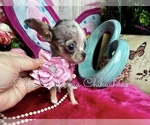 Small Photo #4 Chihuahua Puppy For Sale in TRACY, CA, USA