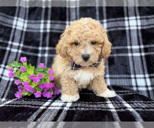 Medium Photo #5 Bichpoo Puppy For Sale in LAKELAND, FL, USA