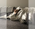 Small #3 German Shepherd Dog Mix