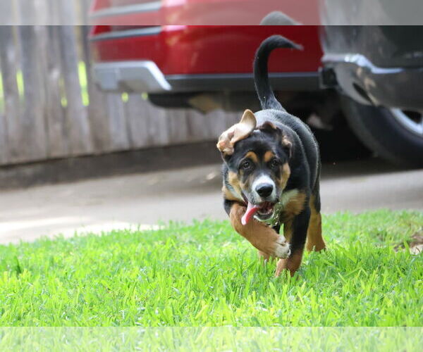 Medium Photo #3 German Shepherd Dog-Unknown Mix Puppy For Sale in Lillian, TX, USA
