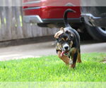 Small #2 German Shepherd Dog Mix
