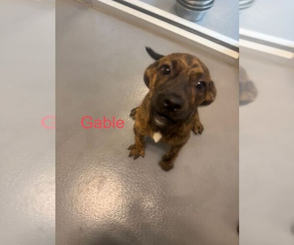 Medium Photo #1 Labrador Retriever-Unknown Mix Puppy For Sale in Hilton Head, SC, USA