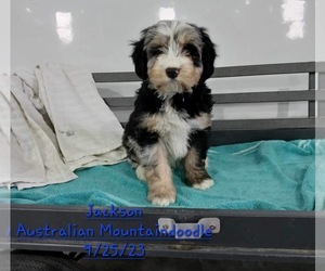 Aussiedoodle Puppy for Sale in TOPEKA, Indiana USA