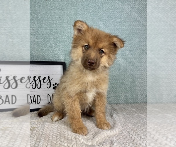 Medium Photo #3 Pomsky Puppy For Sale in FRANKLIN, IN, USA