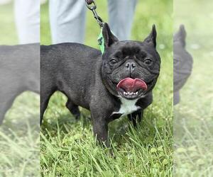 French Bulldog Dogs for adoption in Canfield, OH, USA
