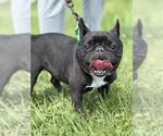 Small French Bulldog