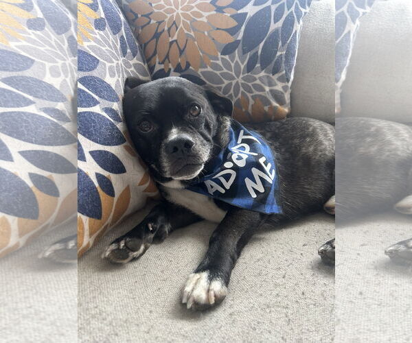 Medium Photo #5 Pug-Unknown Mix Puppy For Sale in San Diego, CA, USA