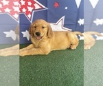 Small #21 Golden Retriever