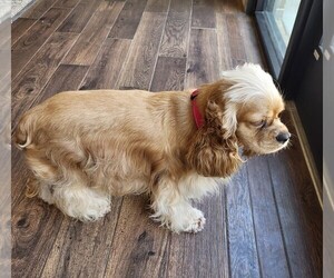 Mother of the Cocker Spaniel puppies born on 05/08/2025