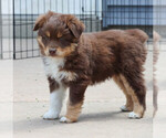 Puppy Puppy 2 Aussiedoodle Miniature 