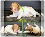 Image preview for Ad Listing. Nickname: Labradoodles