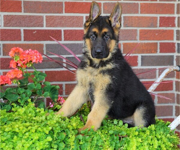 Medium Photo #4 German Shepherd Dog Puppy For Sale in FREDERICKSBG, OH, USA