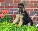 Small Photo #4 German Shepherd Dog Puppy For Sale in FREDERICKSBG, OH, USA