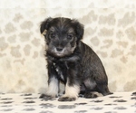 Small #2 Schnauzer (Miniature)
