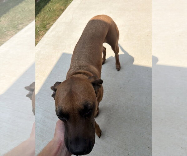 Medium Photo #4 Rhodesian Ridgeback-Unknown Mix Puppy For Sale in McKinney, TX, USA