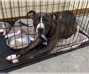 American Pit Bull Terrier Dogs for adoption in Texas City, TX, USA