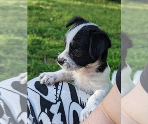 Cheenese Puppy for Sale in ELKINS, Arkansas USA