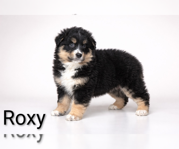 Medium Photo #2 Australian Shepherd Puppy For Sale in CLARE, MI, USA