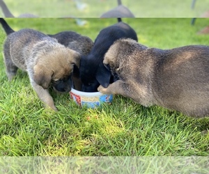Malinois Puppy for sale in ABERDEEN, WA, USA