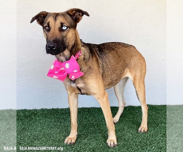 Medium Photo #2 Gerberian Shepsky Puppy For Sale in San Diego, CA, USA