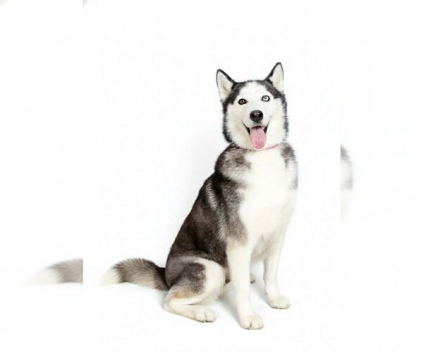 Medium Photo #3 Alaskan Malamute Puppy For Sale in Oak Bluffs, MA, USA