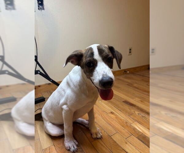 Medium Photo #6 Mutt Puppy For Sale in Oak Bluffs, MA, USA