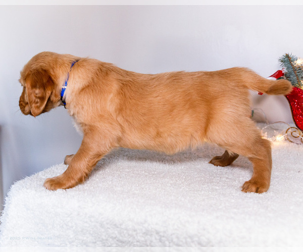 Medium Photo #8 Golden Retriever Puppy For Sale in WAKARUSA, IN, USA