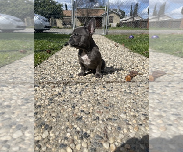 Medium Photo #2 French Bulldog Puppy For Sale in MODESTO, CA, USA